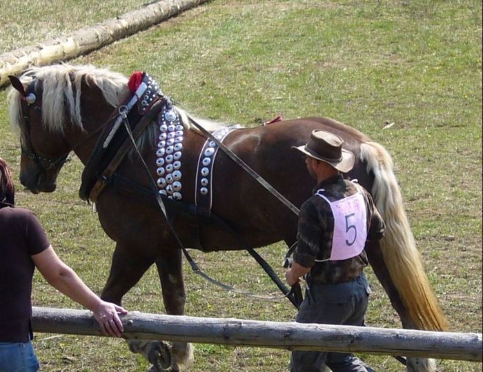 konicek - concursuri cai polonia
