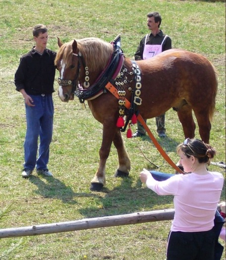 konik - concursuri cai polonia