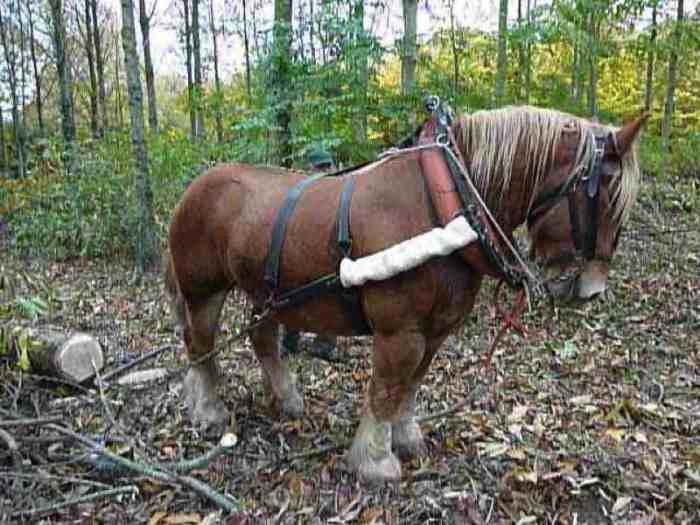 Loïc Lejosne et Shere Khan 3 - concursuri cai polonia