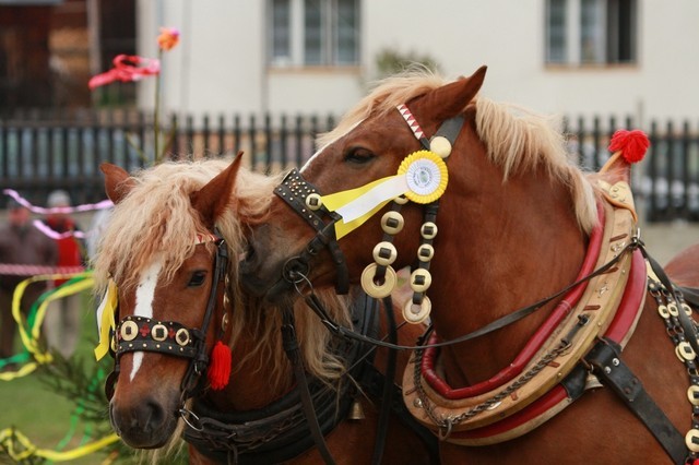 mf_235959699_b3ea331c39e34b1105427194ac710cdc - concursuri cai polonia