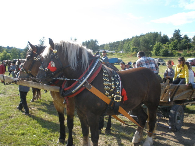 mf_252224800_9698860813ea5d3d6d576c7b7f207415 - concursuri cai polonia