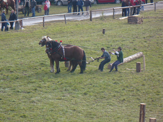 mf_322941867_b0dba4aacd388ab135ca3028dd6650f1 - concursuri cai polonia