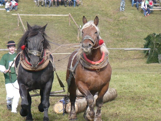 mf_322948305_cd7fbc6665541acbdc3c1d7d93f935c7 - concursuri cai polonia