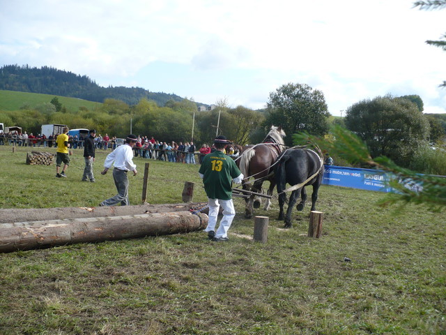 mf_322951066_8fe963b262511436fc1df7c9162e726b - concursuri cai polonia
