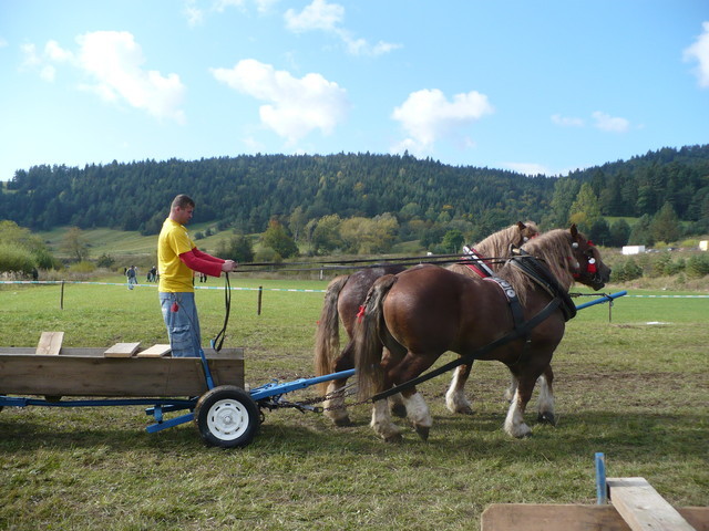 mf_322951839_76fb0a0cc8d6e84cb551318097348f2e - concursuri cai polonia