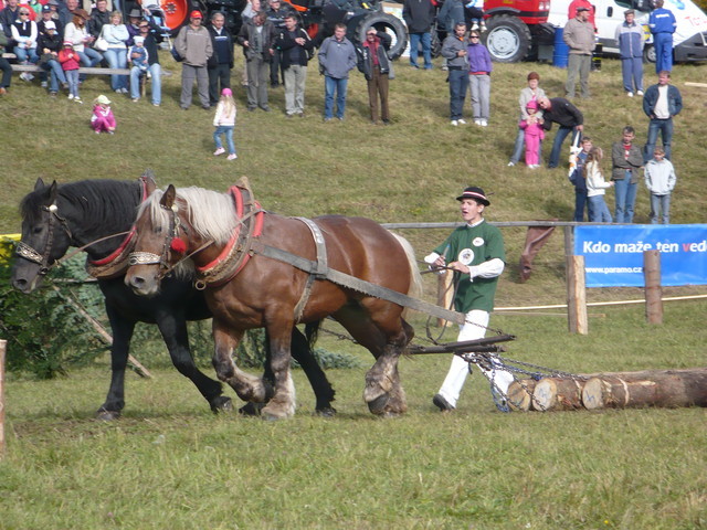 mf_322953289_d6ae9110dab87021a04d3121ec82f263 - concursuri cai polonia