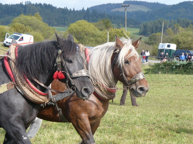 mf_322954602_9bd3c39bae0e8a32bb05cd553d1b7982 - concursuri cai polonia