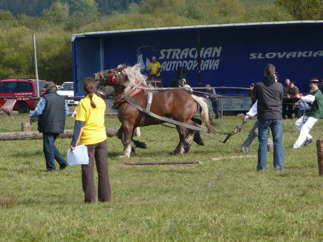 mf_322955862_0a8231f97e286382c3ef1a00bcc2dcd4 - concursuri cai polonia