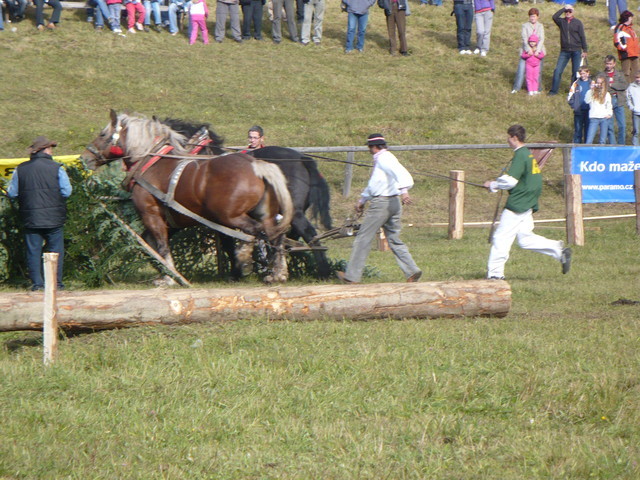 mf_322956442_bf1f4973f52bb2ba7080e53d231c220b - concursuri cai polonia