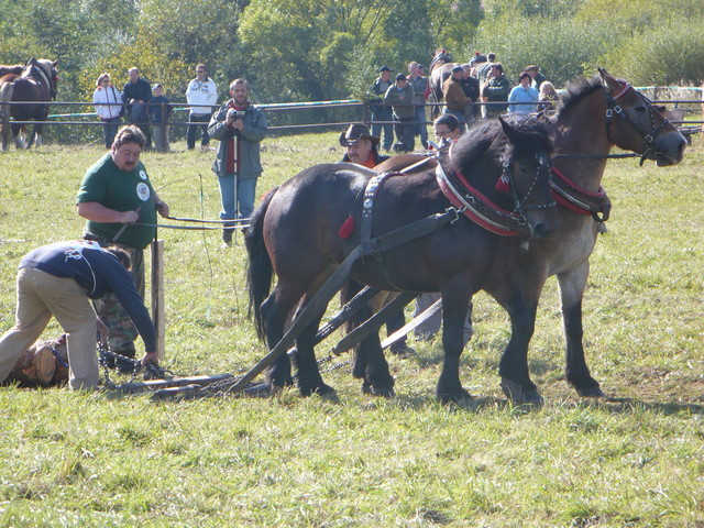mf_322958277_05330950f7167cfe384f8cbef9a65d03 - concursuri cai polonia