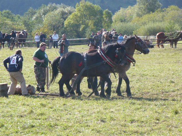 mf_322958818_dd9ebce04e836f74942d9457bcec7b67 - concursuri cai polonia