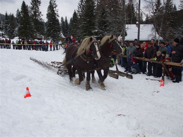 Oravice 009 - concursuri cai polonia