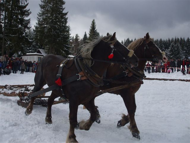 Oravice 016 - concursuri cai polonia