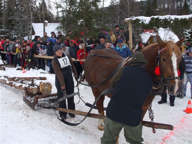 Oravice 025 - concursuri cai polonia
