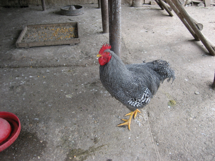  - Plymouth Rock barat