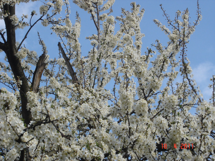 DSC01202 - gradina 2011