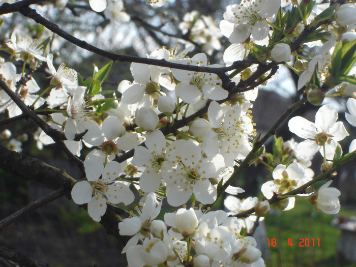 DSC01203 - gradina 2011