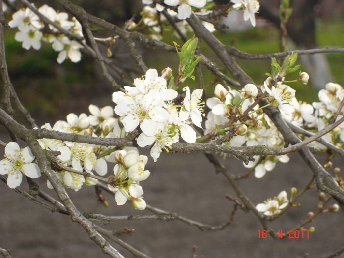 DSC01205 - gradina 2011