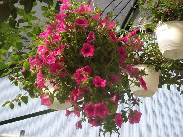 DSCF1234[1] - petunii