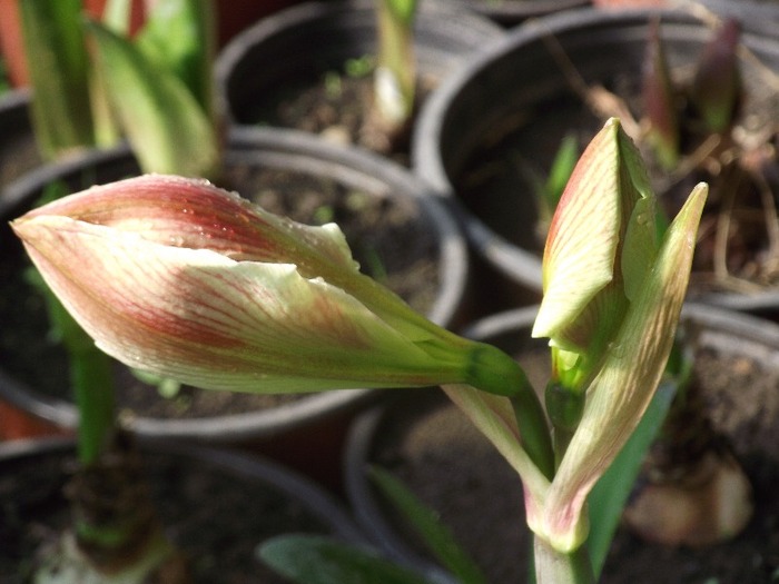 DSCF1229 - HIPPEASTRUM-AMARYLLIS