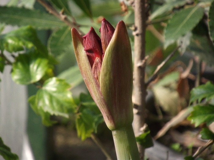 DSCF1231 - HIPPEASTRUM-AMARYLLIS