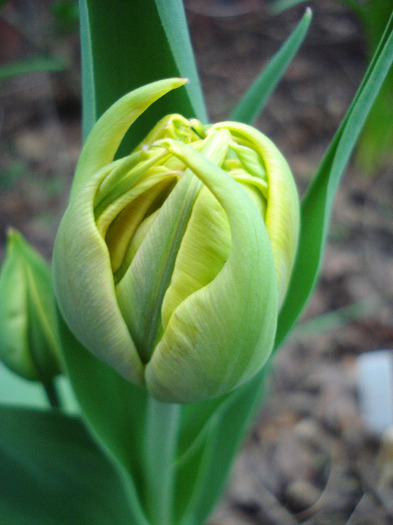 Tulipa Willem van Oranje (2011, April 16)