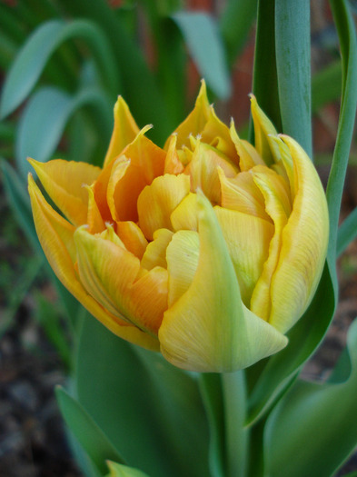 Tulipa Willem van Oranje (2011, April 17)