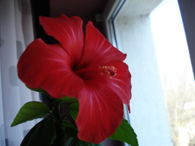 Rosu Creta (17-04-2011)