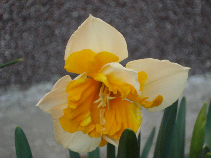 Narcissus Sovereign (2011, April 17)