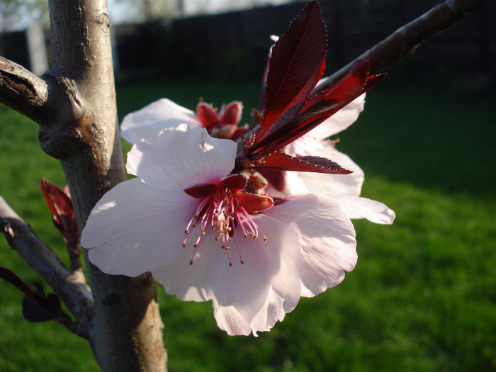 Prunus persica Davidii (2011, April 17) - Prunus persica Davidii