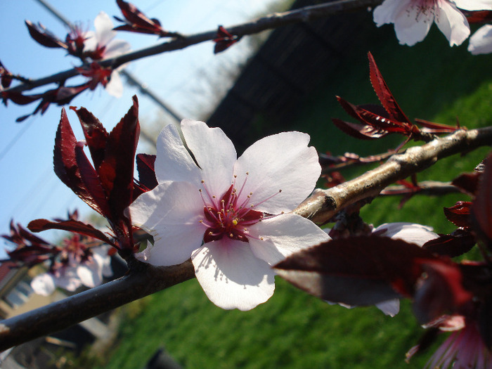 Prunus persica Davidii (2011, April 17) - Prunus persica Davidii