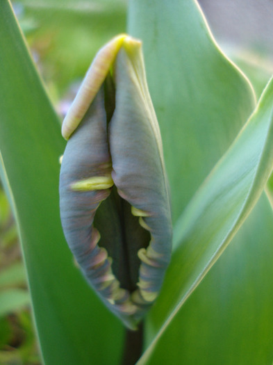 Tulipa Rococo (2011, April 17) - Tulipa Rococo Parrot