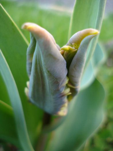 Tulipa Rococo (2011, April 17)