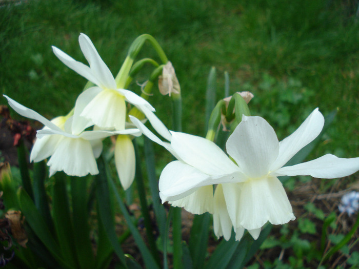 Narcissus Thalia (2011, April 16) - Narcissus Thalia