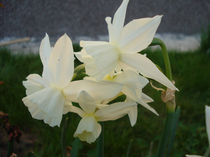 Narcissus Thalia (2011, April 17) - Narcissus Thalia