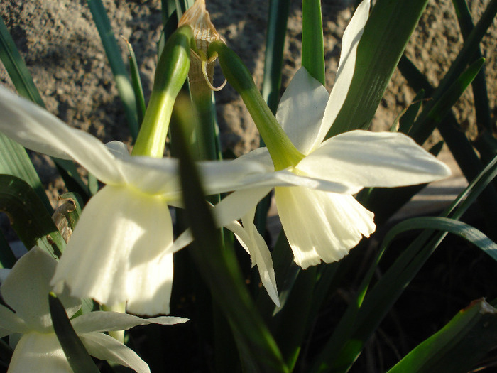 Narcissus Thalia (2011, April 17) - Narcissus Thalia