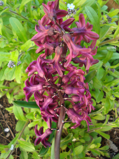 Hyacinth Woodstock (2011, April 17) - Hyacinth Woodstock