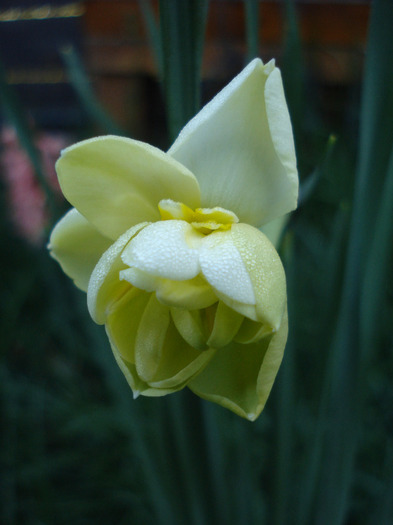 N. Yellow Cheerfulness (2011, Apr.17) - Narcissus Cheerfulness Y