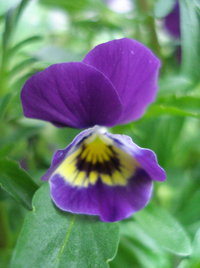 Purple Trailing Pansy (2011, Apr.16) - Trailing pansy Purple