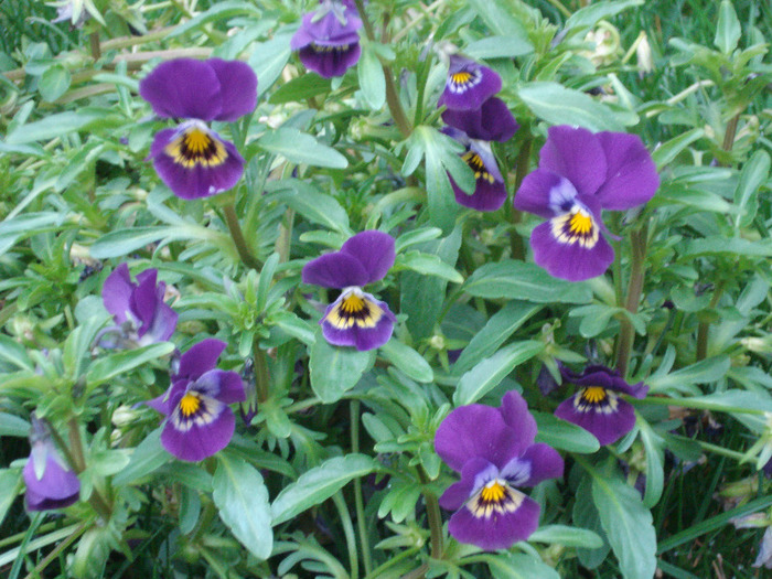 Purple Trailing Pansy (2011, Apr.16) - Trailing pansy Purple