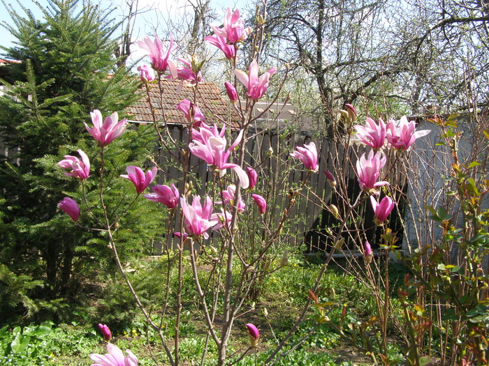 aceeasi Betty ... sau, Susane - Gradina 2011