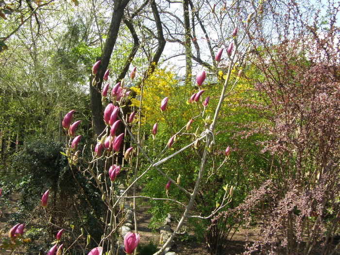 Magnolia clasica - Gradina 2011