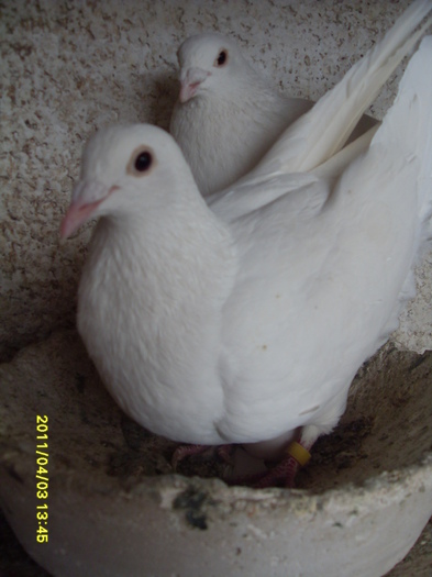 SDC12789 - perechi 2011
