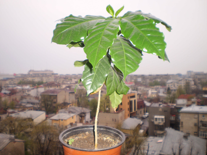 ARBORE DE CAFEA - FLORI