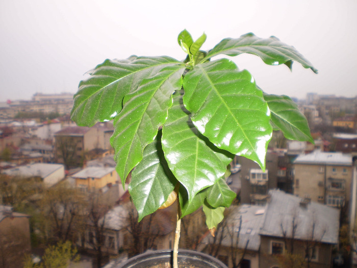 ARBORE DE CAFEA - FLORI