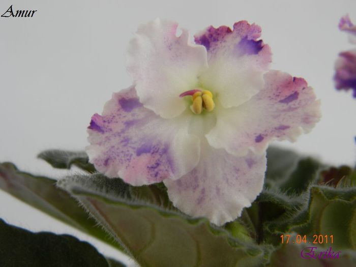 Amur 17-04-2011\' - Violete de colectie 2010-2011