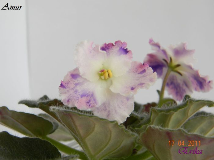 Amur 17-04-2011\'\' - Violete de colectie 2010-2011