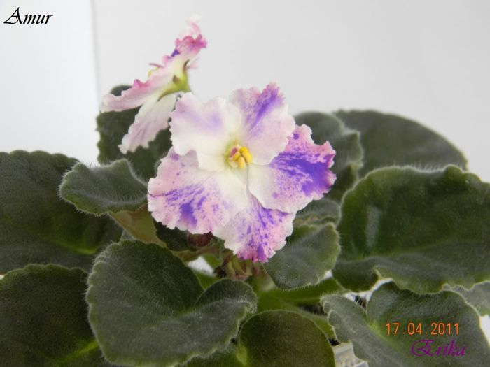 Amur 17-04-2011\'\'\' - Violete de colectie 2010-2011