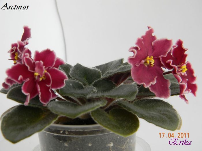 Arcturus 17-04-2011\'\'\' - Violete de colectie 2010-2011