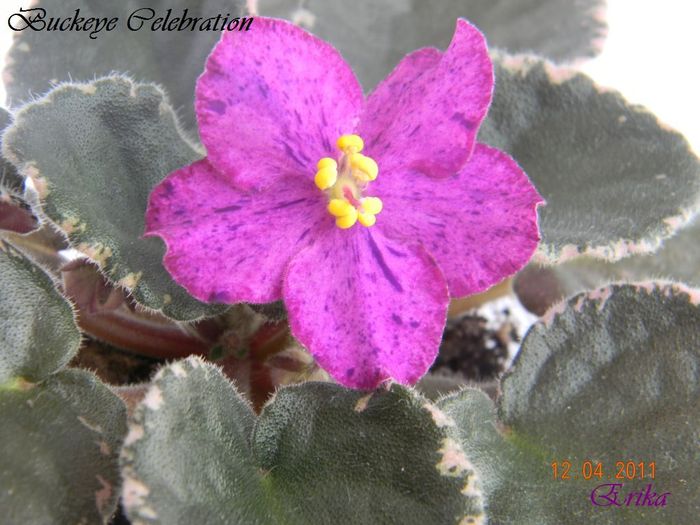 Buckeye Celebration 2 12-04-2011\' - Violete de colectie 2010-2011